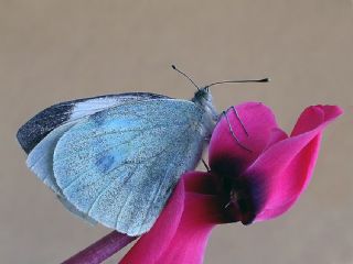 Byk Beyazmelek  (Pieris brassicae)