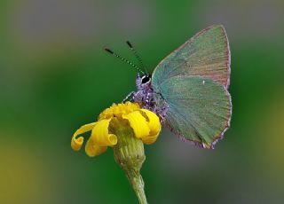 Zmrt (Callophrys rubi)