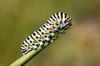 Krlangkuyruk (Papilio machaon)