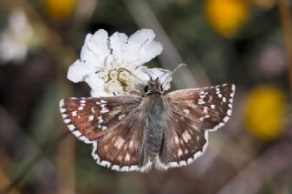 Gzel Zpzp (Pyrgus cinarae)