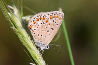 okgzl Mavi (Polyommatus icarus)