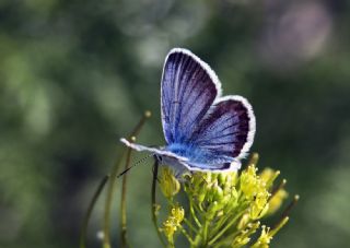 Gm Lekeli Esmergz (Plebejus argus)
