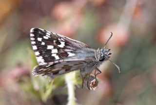 Gzel Zpzp (Pyrgus cinarae)