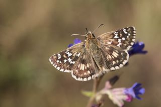 G�zel Z�pz�p&nbsp;(Pyrgus&nbsp;cinarae)