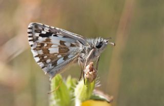 Gzel Zpzp (Pyrgus cinarae)