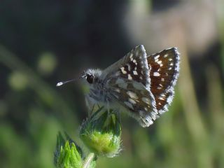 Kzl Zpzp (Spialia orbifer)