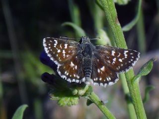 Kzl Zpzp (Spialia orbifer)
