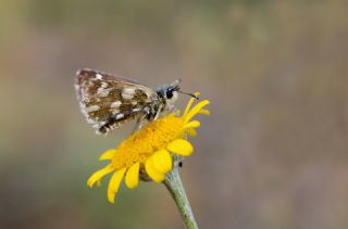 Kzl Zpzp (Spialia orbifer)