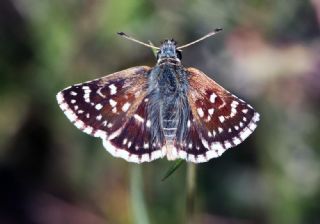 Kzl Zpzp (Spialia orbifer)