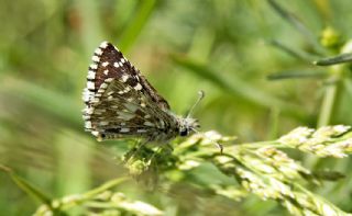 Ege Zpzp (Pyrgus melotis)