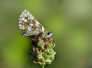 Kzl Zpzp (Spialia orbifer)