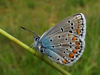 Anadolu Esmergz (Plebejus modicus)