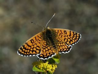 parhan (Melitaea cinxia)