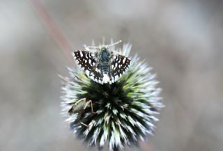 Acem Zpzp (Spialia phlomidis)