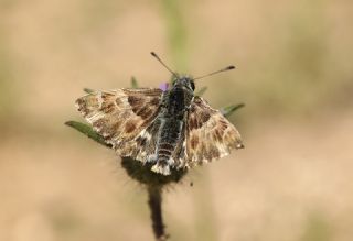 ark Zpzp (Carcharodus orientalis)