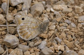 Da� Yalanc�cad�s�&nbsp;(Pseudochazara&nbsp;beroe)