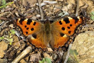Karaaa Nimfalisi (Inachis polychloros)