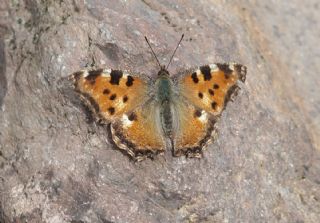 Karaaa Nimfalisi (Inachis polychloros)