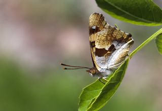 Anadolu ehzadesi (Thaleropis ionia)