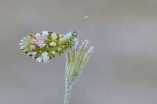 Step Ssls (Anthocharis gruneri)