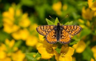 Nazuum (Euphydryas aurinia)