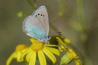 Karag�z Mavisi&nbsp;(Glaucopsyche&nbsp;alexis)