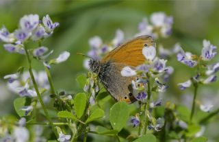 Rus Z�pz�p Perisi&nbsp;(Coenonympha&nbsp;leander)