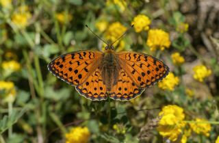 Niyobe&nbsp;(Argynnis&nbsp;niobe)