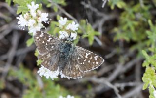 Ege Zpzp (Pyrgus melotis)