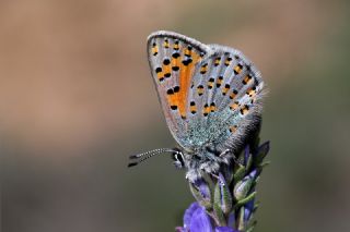Anadolu Gelinci�i&nbsp;(Tomares&nbsp;nogelii)
