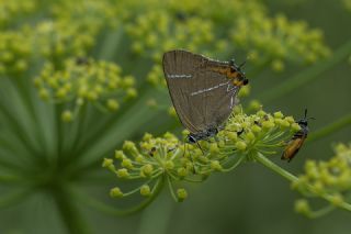 Karaaa Sevbenisi (Satyrium w-album)