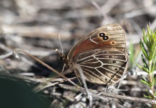 Uygur Gzelesmeri (Proterebia afra)