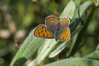 sli Bakr Gzeli (Lycaena tityrus)