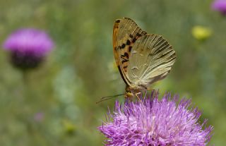 Bahadr (Argynnis pandora)