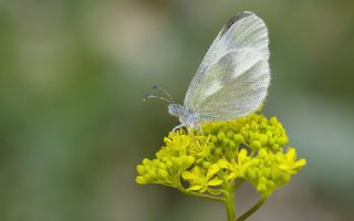 Doulu Narin Orman Beyaz (Leptidea duponcheli)