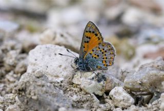 Akbes Gelincii (Tomares nesimachus)