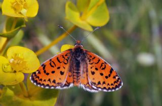 Gzel parhan (Melitaea trivia)