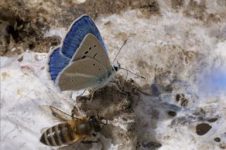 Lacivert Anadolu �okg�zl�s�&nbsp;(Polyommatus&nbsp;actis )