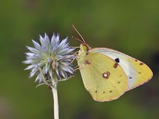 Sar Azamet (Colias croceus)
