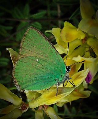 Zmrt (Callophrys rubi)