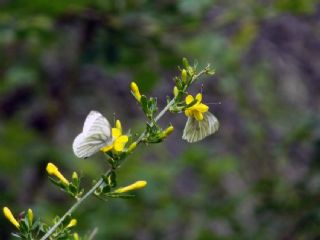 Yalanc Beyazmelek (Pieris pseudorapae)