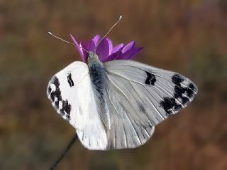 Yeni Beneklimelek (Pontia edusa)