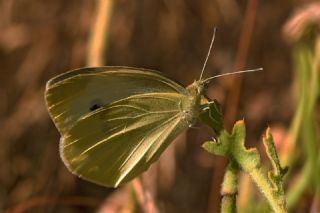 Kk Beyazmelek (Pieris rapae)