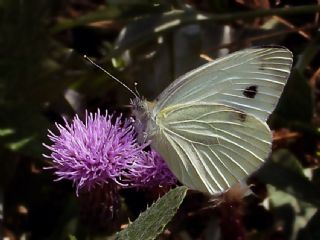 Yalanc Beyazmelek (Pieris pseudorapae)