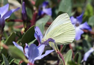Kk Beyazmelek (Pieris rapae)