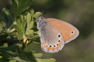 Rus Zpzp Perisi (Coenonympha leander)