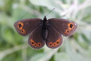 Orman Gzelesmeri (Erebia medusa )