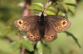 Orman Gzelesmeri (Erebia medusa )