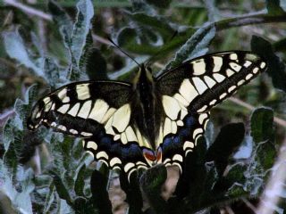 Krlangkuyruk (Papilio machaon)