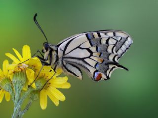 K�rlang��kuyruk&nbsp;(Papilio&nbsp;machaon)